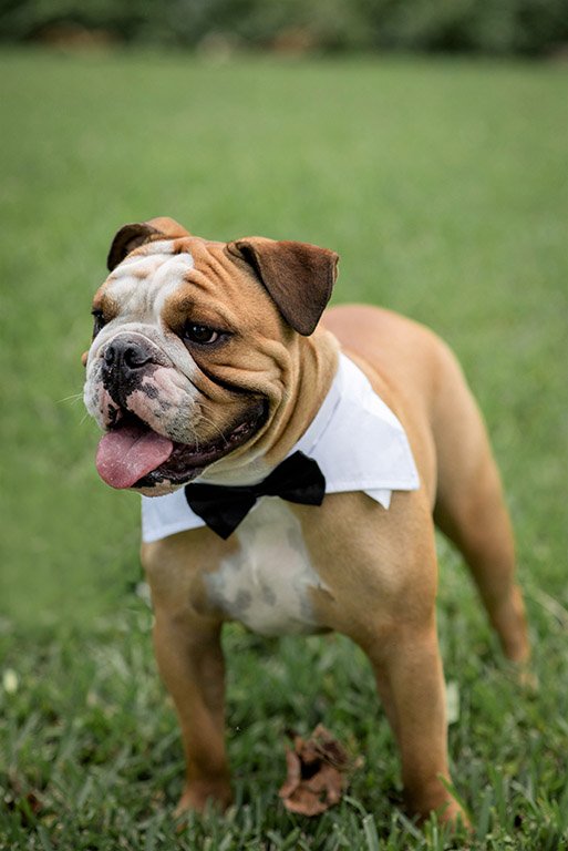 Dog at intimate wedding in Wellington, FL