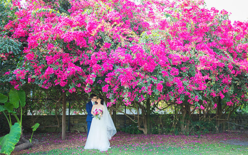 Couple under the bougainvillea at their Fairchild Tropical Botanic Garden wedding