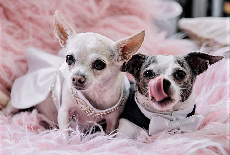 outdoor wedding venues miami| | wedding dogs