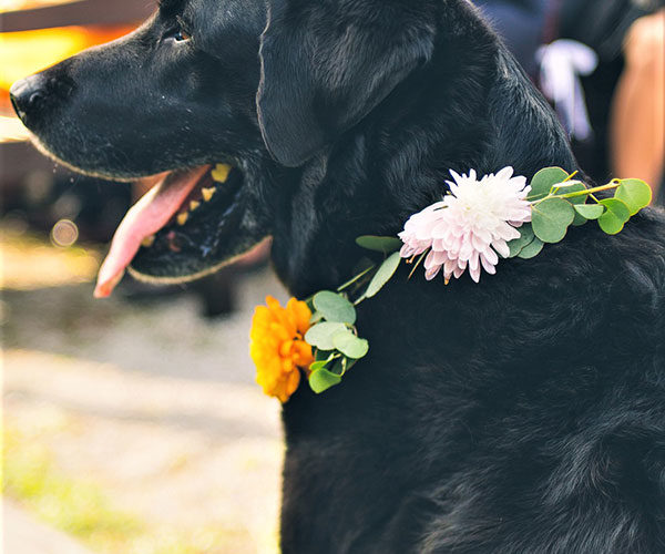 west palm beach wedding venues | dog at idlewild furnishings