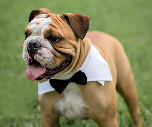 pet wedding ideas | karolina and jonathan at ancient spanish monastery