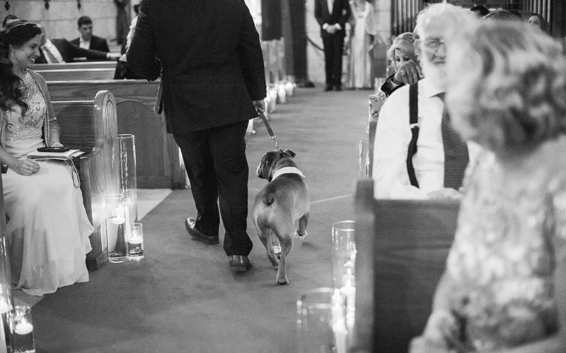 Dogs at Ancient Spanish Monastery wedding ceremony