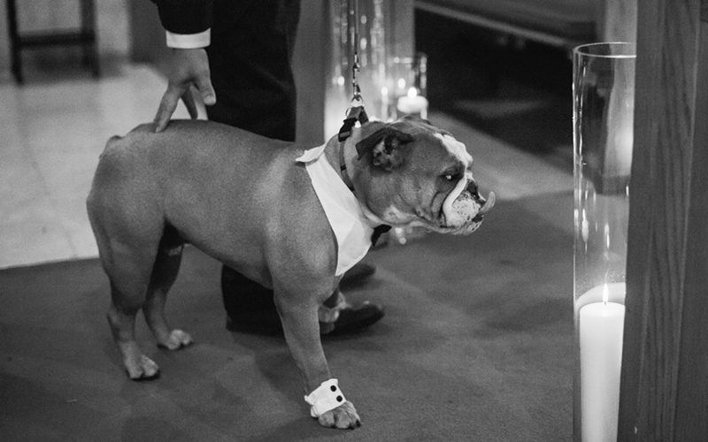 pet wedding ideas | karolina and jonathan at ancient spanish monastery