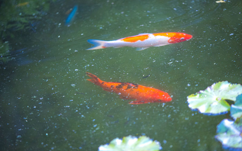 garden wedding miami | koi pond