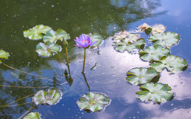 garden wedding miami | koi pond